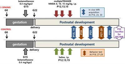 In Vivo Multimodal Magnetic Resonance Imaging Changes After N-Methyl-d-Aspartate-Triggered Spasms in Infant Rats